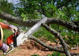 Best Leaf Removal  in Bridgeport, IL